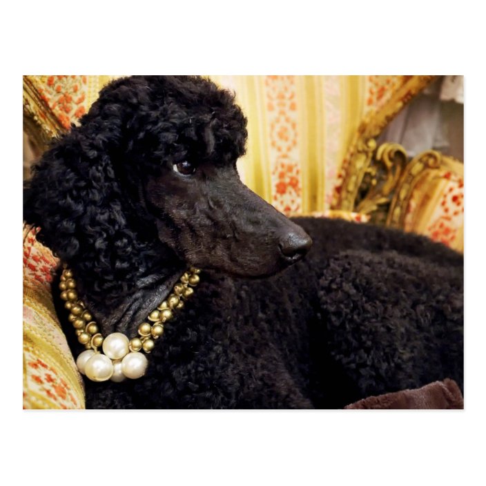 Dog with a Pearl Necklace Postcard | Zazzle.com