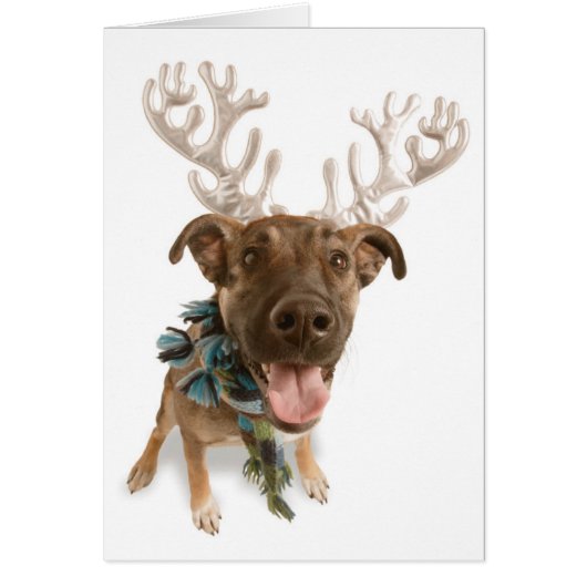 Dog with antlers cards (Front)