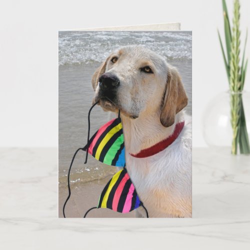 dog with bikini top for birthday card