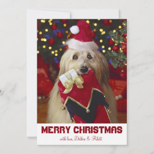 Dog with Christmas stocking Holiday Card