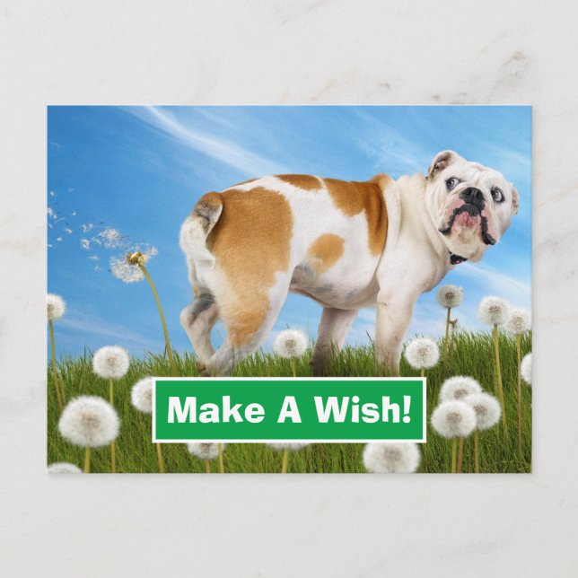 Dog With Dandelion Invitation Postcard (Front)