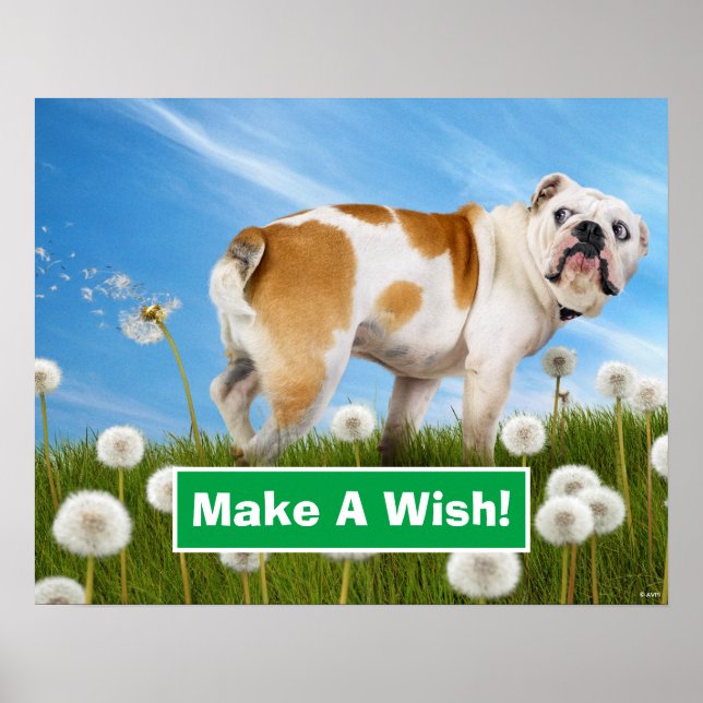 Dog With Dandelion Poster (Front)