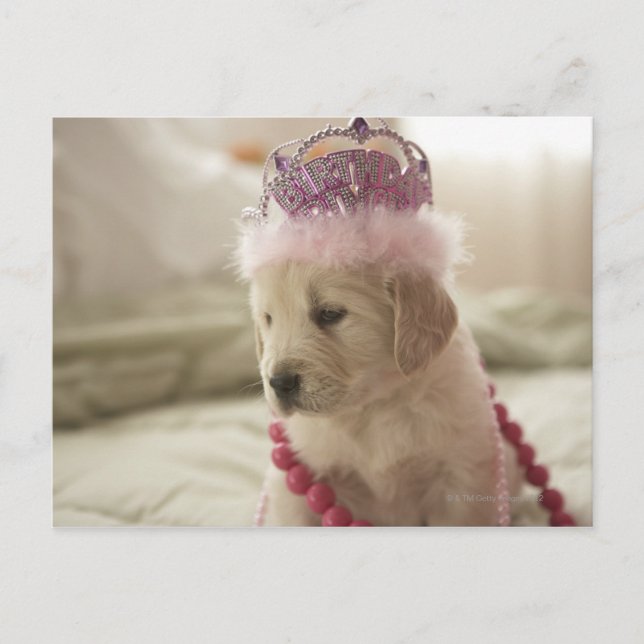 Dog with decorations on bed postcard (Front)