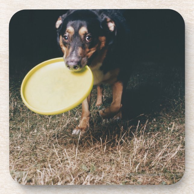 Dog With Frisbee in Mouth Coaster (Front)