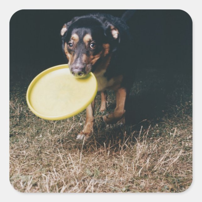 Dog With Frisbee in Mouth Square Sticker (Front)