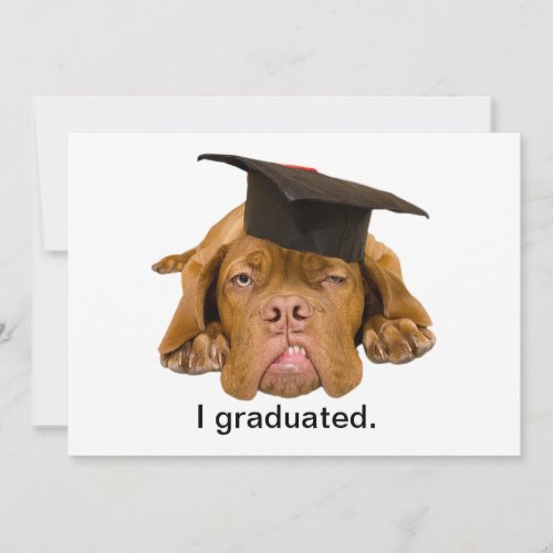 dog with graduation hat personalized announcements