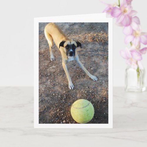 Dog with Large Tennis Ball Card