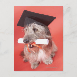 Dog with mortarboard and diploma postcard