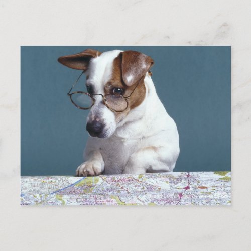 Dog with reading glasses studying map postcard