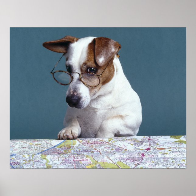 Dog with reading glasses studying map poster (Front)