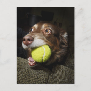 Dog with Tennis Ball Postcard