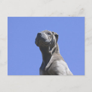 Dog Years... Postcard
