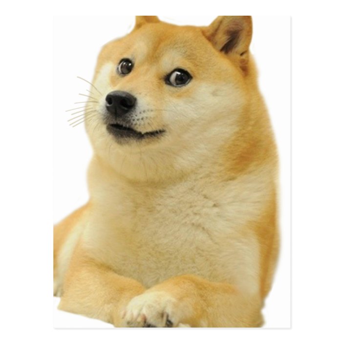 doge meme - doge-shibe-doge dog-cute doge postcard | Zazzle.com