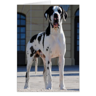 Dogge, stained,Harlekin,Great Dane,Dogue Cards