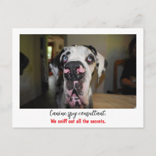 Dogge: the dog for secret agents postcard
