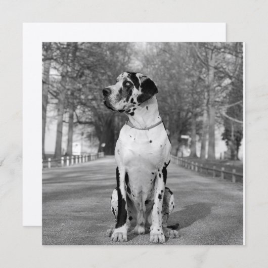 Doggenhaus (Front/Back)