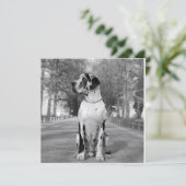 Doggenhaus (Standing Front)