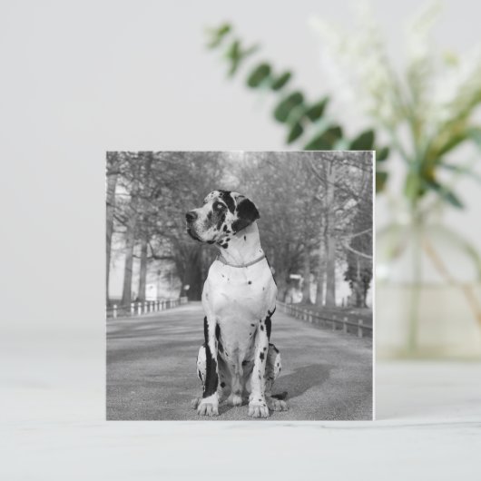 Doggenhaus (Standing Front)