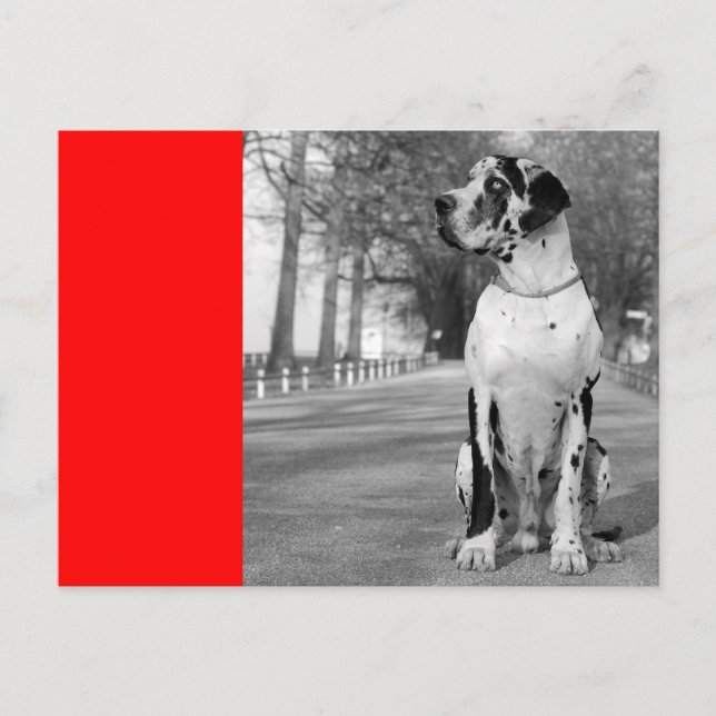 Doggenhaus Postcard (Front)