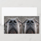 Doggennase (Front/Back)