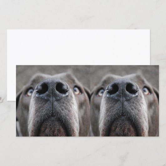 Doggennase (Front/Back)