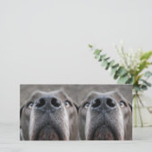 Doggennase (Standing Front)