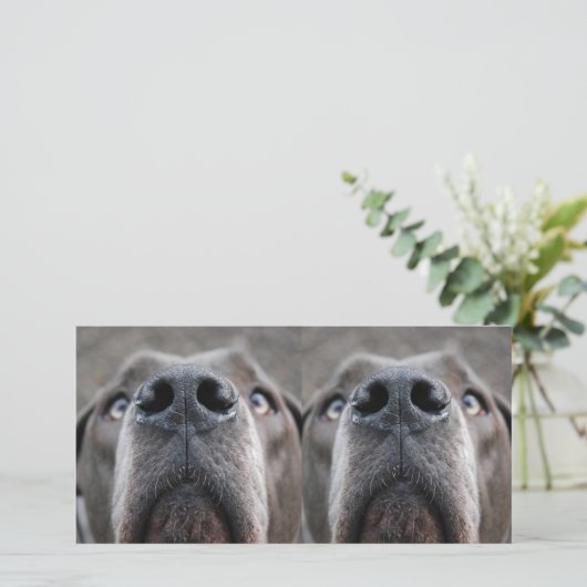 Doggennase (Standing Front)