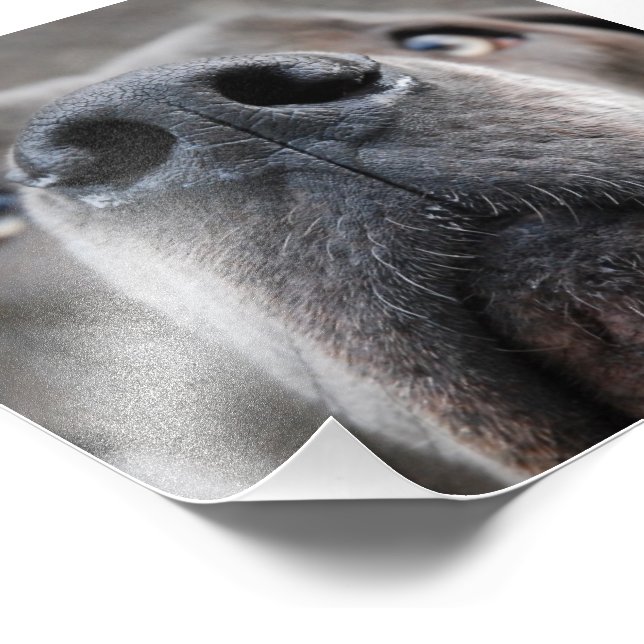 Doggennase Photo Print (Corner)