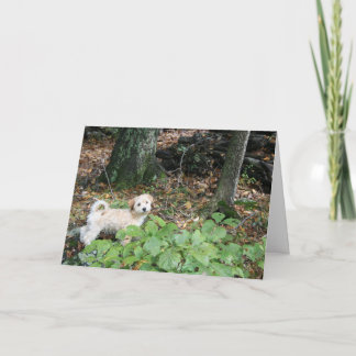 Doggie Birthday Card