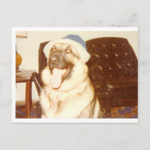Doggie_Cap Postcard