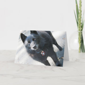 Doggie Greeting Card