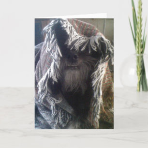 DOGGIE IN BLANKETS SAYS "HELLO" CARD