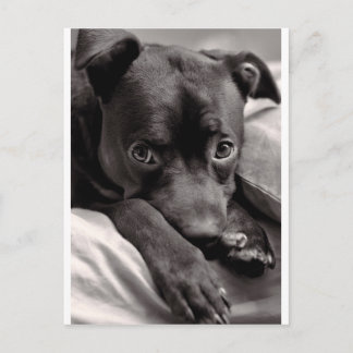 Doggie Postcard