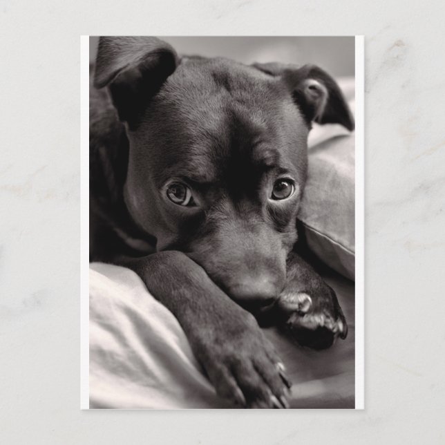 Doggie Postcard (Front)