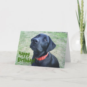 Doggy Birthday Card! Card
