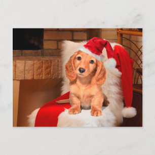 Doggy Christmas Holiday Postcard