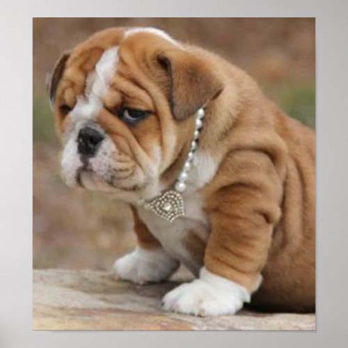 Doggy McDogface English Bulldog Poster