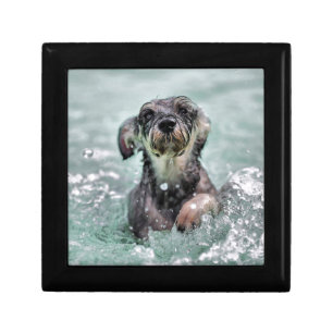 Doggy Paddle Cute Dog Swimming Gift Box