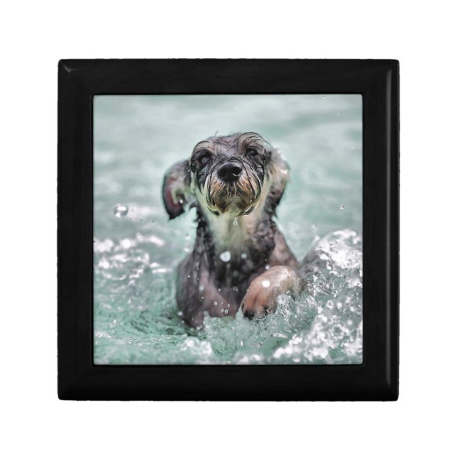 Doggy Paddle Cute Dog Swimming Gift Box (Front)