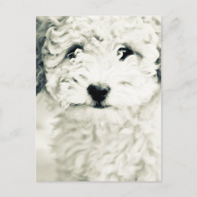 Doggy Postcard (Front)