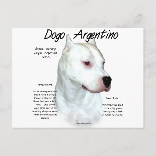 Dogo Argentino History Design Postcard (Front)