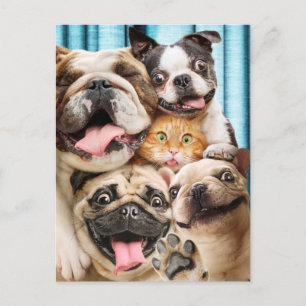 Dogs and a Cat Group Photo Invitation Postcard