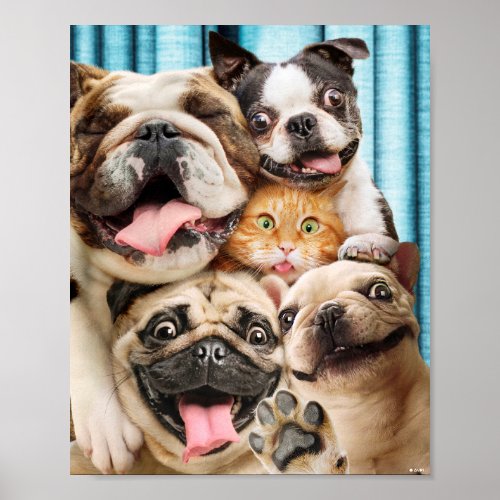 Dogs and a Cat Group Photo Poster