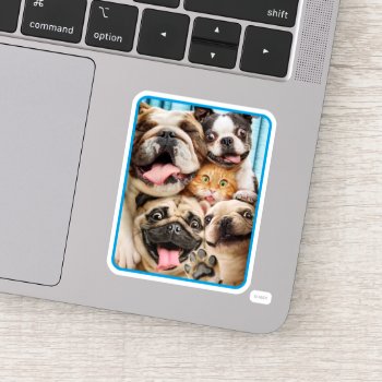 Dogs And A Cat Group Photo Sticker by AvantiPress at Zazzle