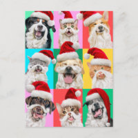 Dogs and Cats with Santa Beard