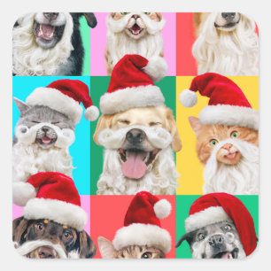 Dogs and Cats with Santa Beard Square Sticker