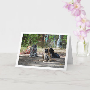 Dogs at Training School Card