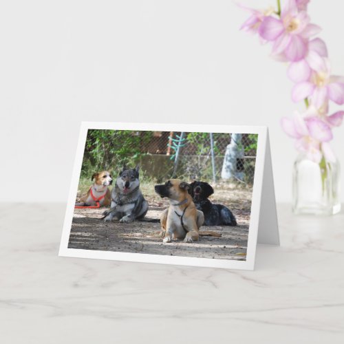 Dogs at Training School Card