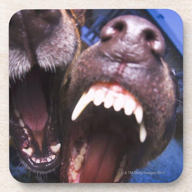 Dogs barking drink coaster (Front)