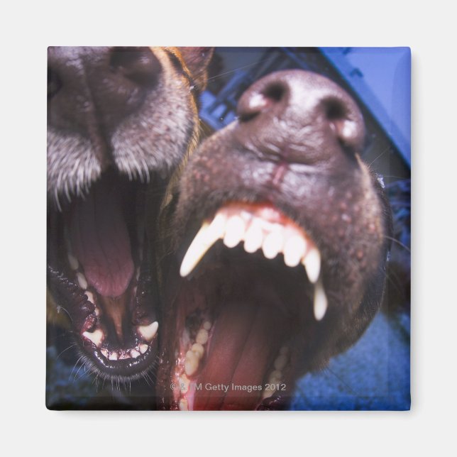 Dogs barking magnet (Front)